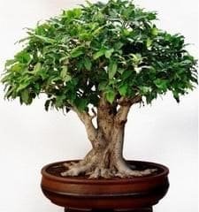 Ficus virens